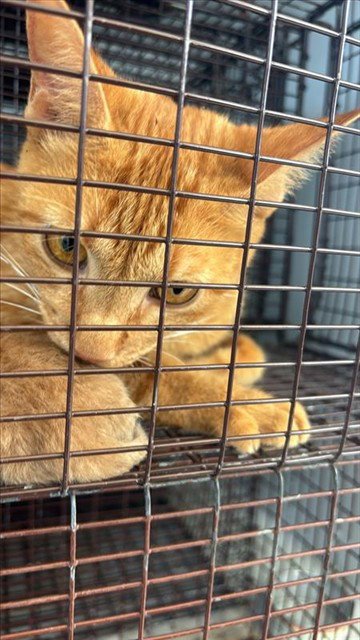 A660999 - Domestic Short Hair available for adoption
