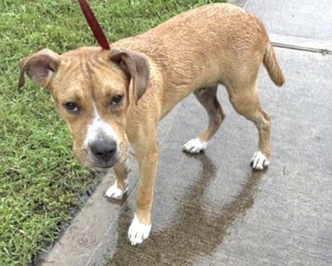 A657826 - Boxer available for adoption