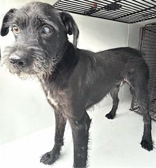 A663019 - Miniature Schnauzer available for adoption