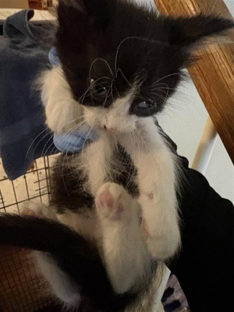 A657577 - Domestic Short Hair available for adoption