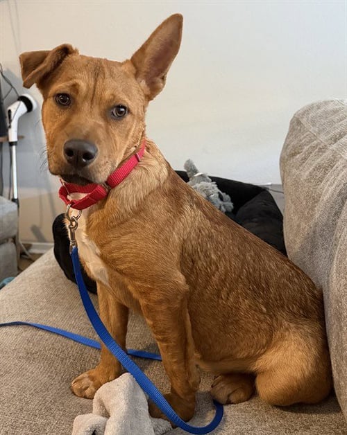 MOLLIE - Rhodesian Ridgeback available for adoption