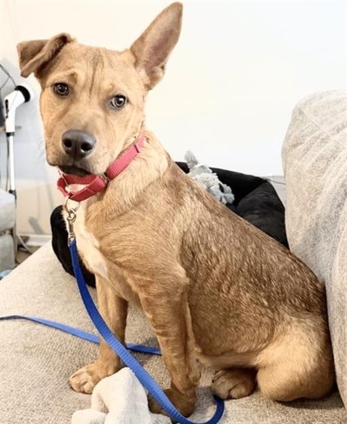 MOLLIE - Rhodesian Ridgeback available for adoption