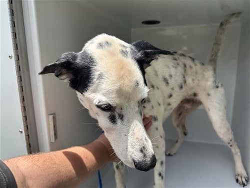 A658449 - Dalmatian available for adoption