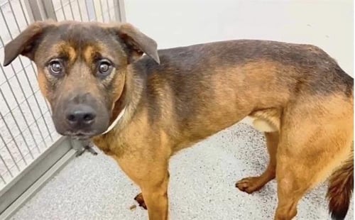 A659752 - German Shepherd Dog available for adoption