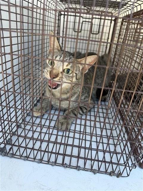 A660572 - Domestic Short Hair available for adoption