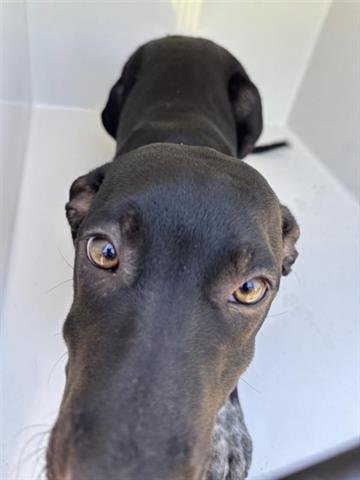 ELIZA - American Pit Bull Terrier available for adoption