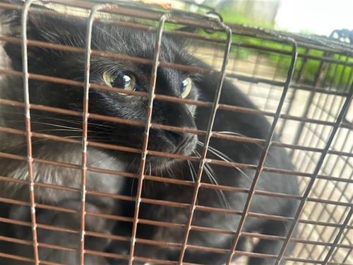 A656726 - Domestic Short Hair available for adoption