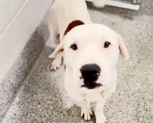 A659888 - Pit Bull Terrier available for adoption
