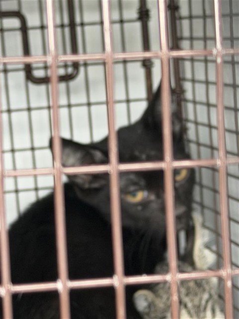 A661521 - Domestic Short Hair available for adoption