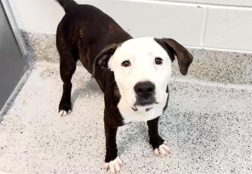A659775 - Pit Bull Terrier available for adoption