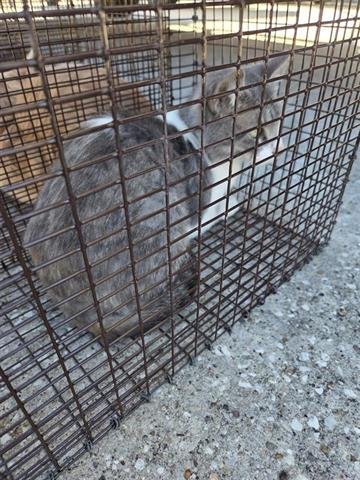 9 - Domestic Short Hair available for adoption