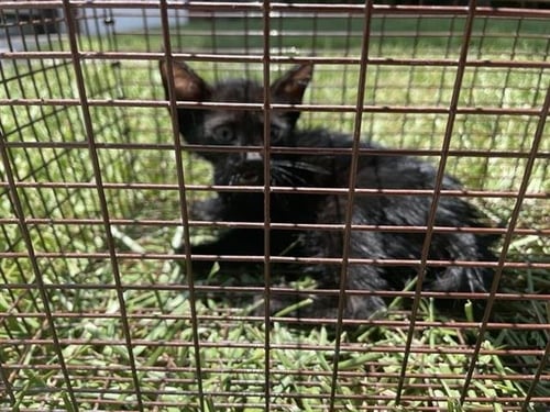A658532 - Domestic Short Hair available for adoption