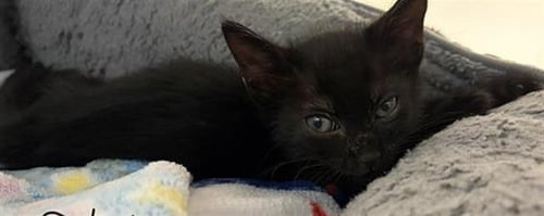 CHAD - Domestic Short Hair available for adoption