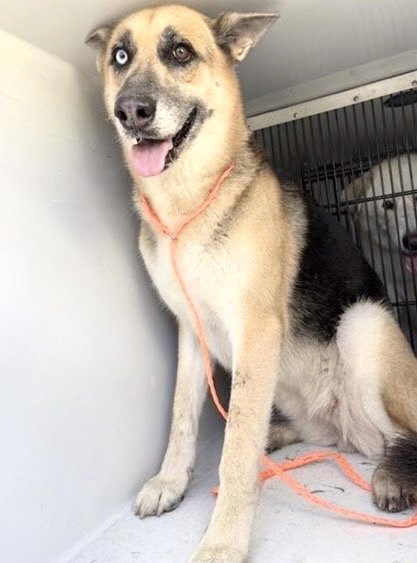A660412 - German Shepherd Dog available for adoption