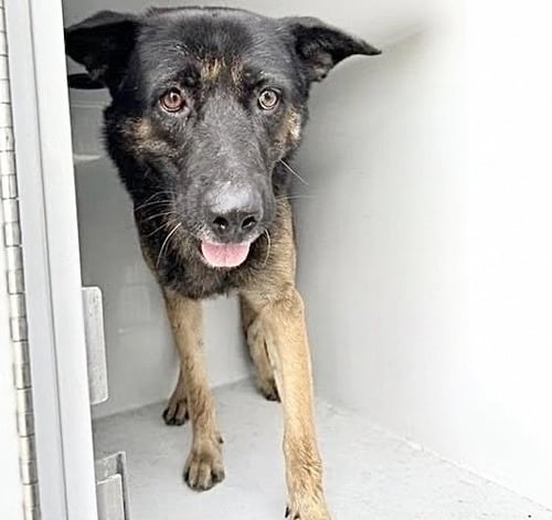 A662852 - German Shepherd Dog available for adoption