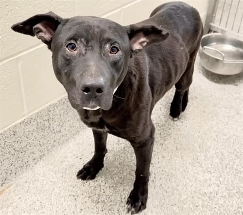 A660150 - Staffordshire Bull Terrier available for adoption