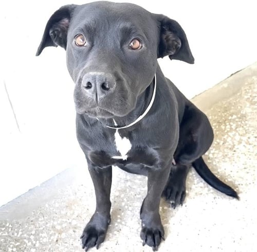 A659920 - Pit Bull Terrier available for adoption