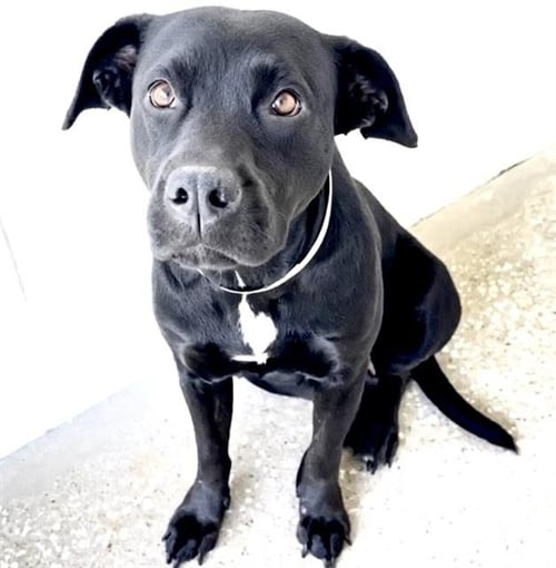 SELMA - Labrador Retriever available for adoption