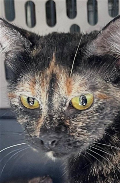 TORI - Domestic Short Hair available for adoption