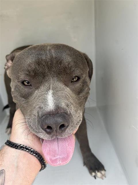 A658270 - Pit Bull Terrier available for adoption