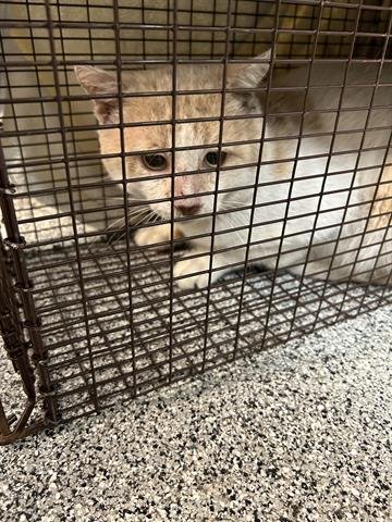 MILO - Domestic Short Hair available for adoption