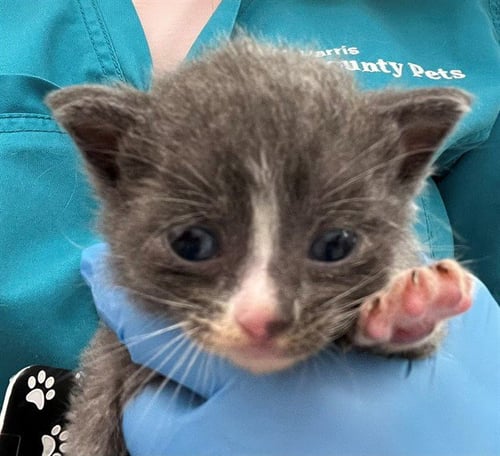 PENELOPE - Domestic Short Hair available for adoption