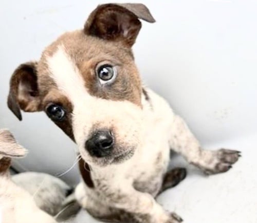 A658345 - Australian Cattle Dog/Blue Heeler available for adoption