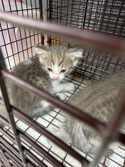 A656657 - Domestic Short Hair available for adoption