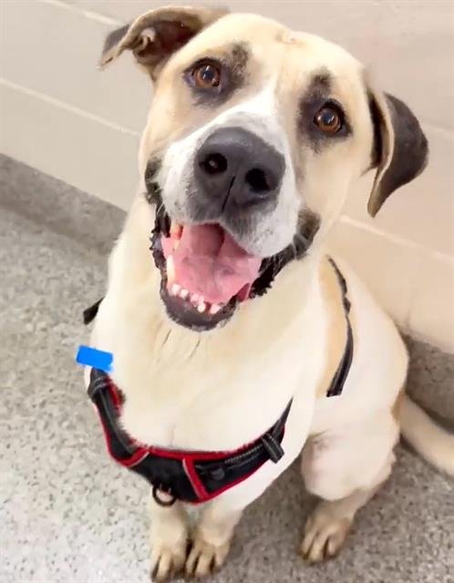 PRINCE - Labrador Retriever / Mastiff available for adoption