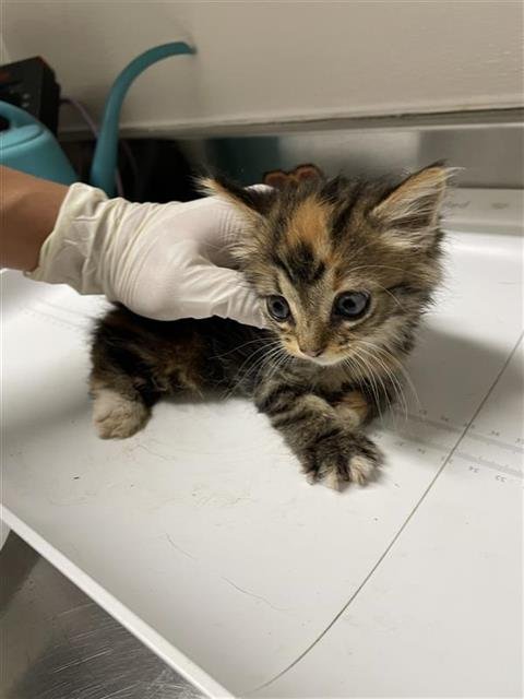 A658350 - Domestic Short Hair available for adoption