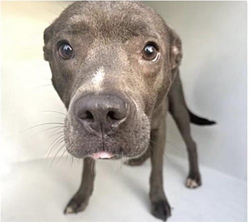 LISA - Pit Bull Terrier available for adoption