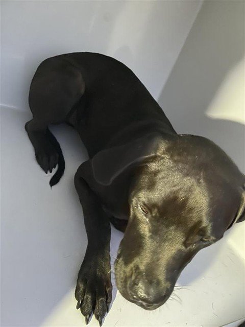 A662422 - Pit Bull Terrier available for adoption
