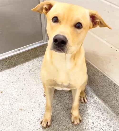 A662045 - Labrador Retriever available for adoption