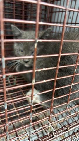 A656470 - Domestic Short Hair available for adoption