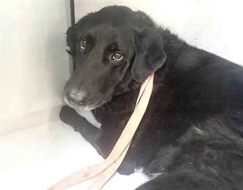 CHARLOTTE - Labrador Retriever available for adoption