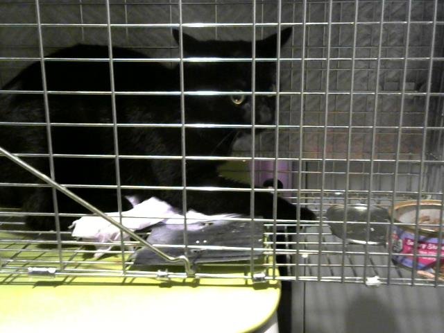 A650569 - Domestic Short Hair available for adoption