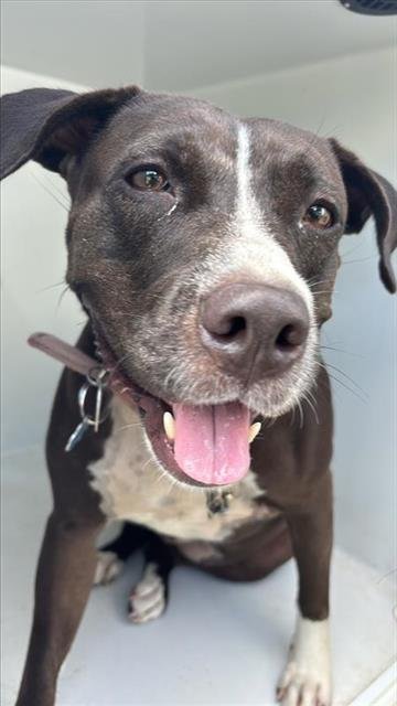 BELLY - Pit Bull Terrier available for adoption