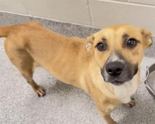 SYRIAH - German Shepherd Dog available for adoption