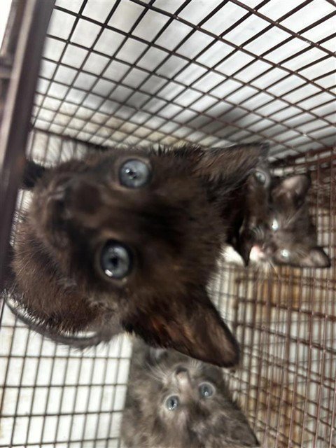A657586 - Domestic Short Hair available for adoption