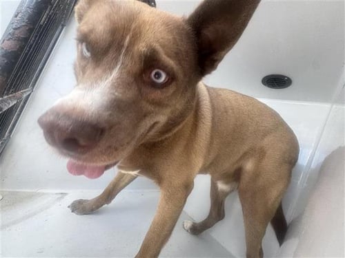 SHERLOCK - Labrador Retriever / Husky available for adoption