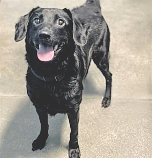 RIPPLEY - Labrador Retriever available for adoption