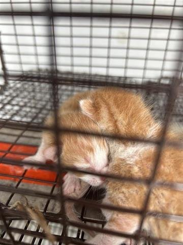 A656247 - Domestic Short Hair available for adoption