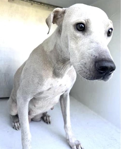 A661930 - Labrador Retriever available for adoption
