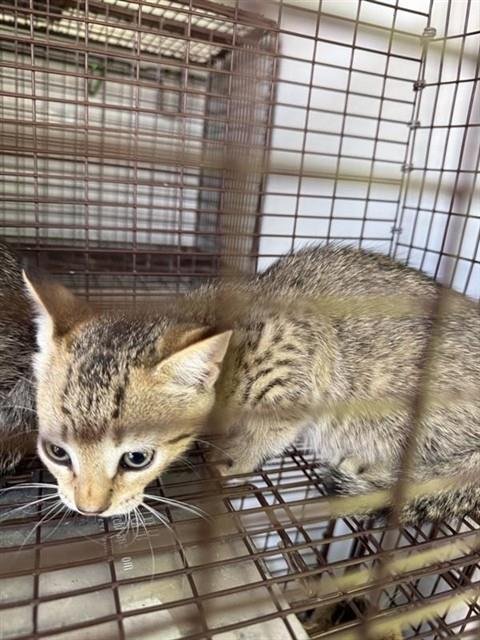 A659599 - Domestic Short Hair available for adoption