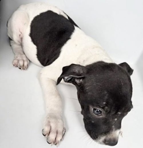 A661268 - Pit Bull Terrier available for adoption