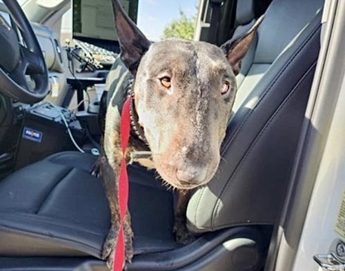 BONGO - Miniature Bull Terrier available for adoption