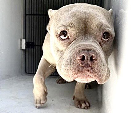 A661048 - Pit Bull Terrier / Bulldog available for adoption