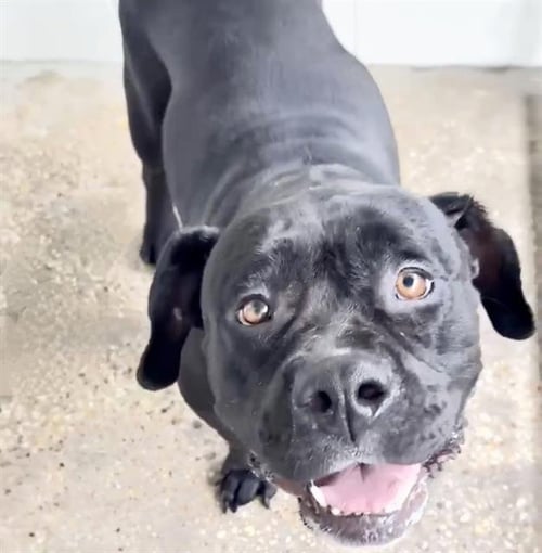 STAR - Pit Bull Terrier available for adoption