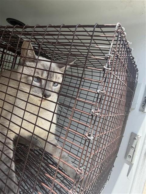 A660663 - Domestic Short Hair available for adoption