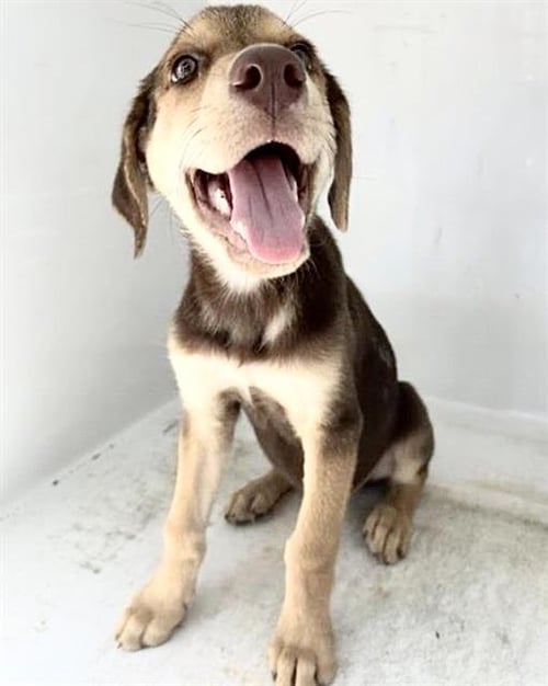A660385 - Labrador Retriever available for adoption